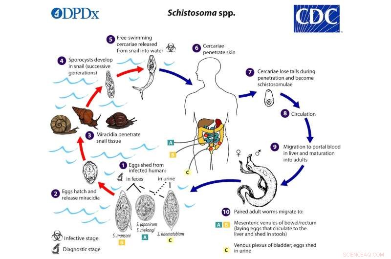 Snail Control Reduces Schistosomiasis Transmission: A New Study
