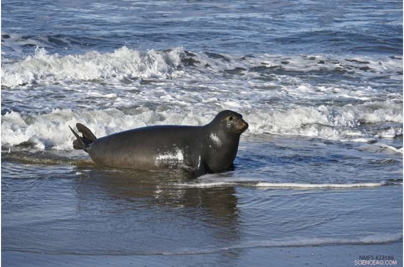 Elephant Seal Migration: How Navigation Guides Breeding Season