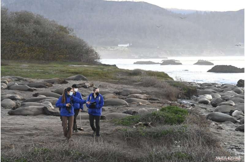 Elephant Seal Migration: How Navigation Guides Breeding Season