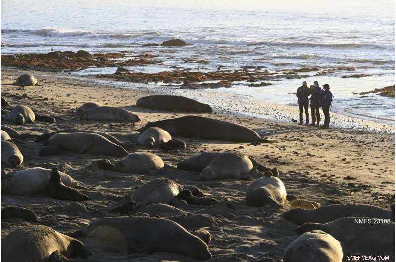 Elephant Seal Migration: How Navigation Guides Breeding Season