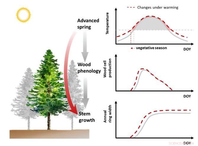 Early Growing Season Benefits Trees in Cold, Humid Climates - Research