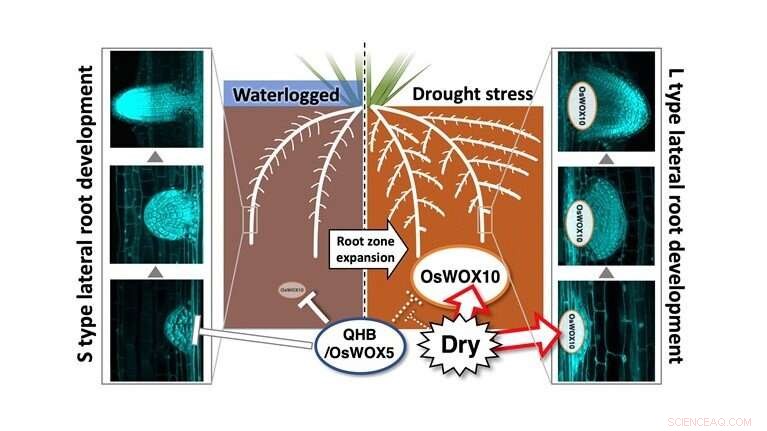 Molecular Mechanisms of Lateral Root Development in Rice