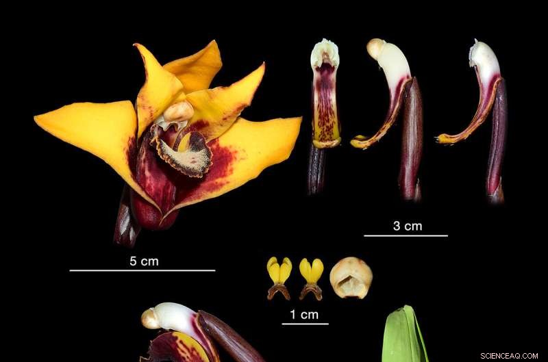 Rare Orchid Species Discovered in Ecuador – A Collaborative Effort