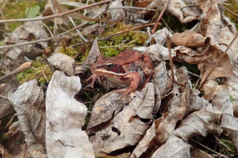 Emerald Ash Borer s Impact on Wildlife in Black Ash Wetlands