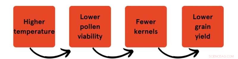 Developing Climate-Resilient Wheat Varieties for Australia