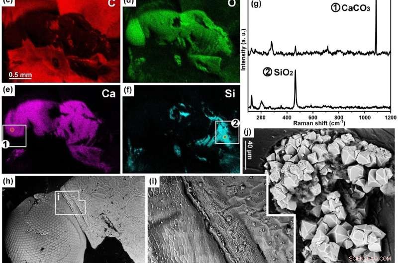 Amber Inclusions Reveal New Insights into Fossil Preservation and Taphonomy
