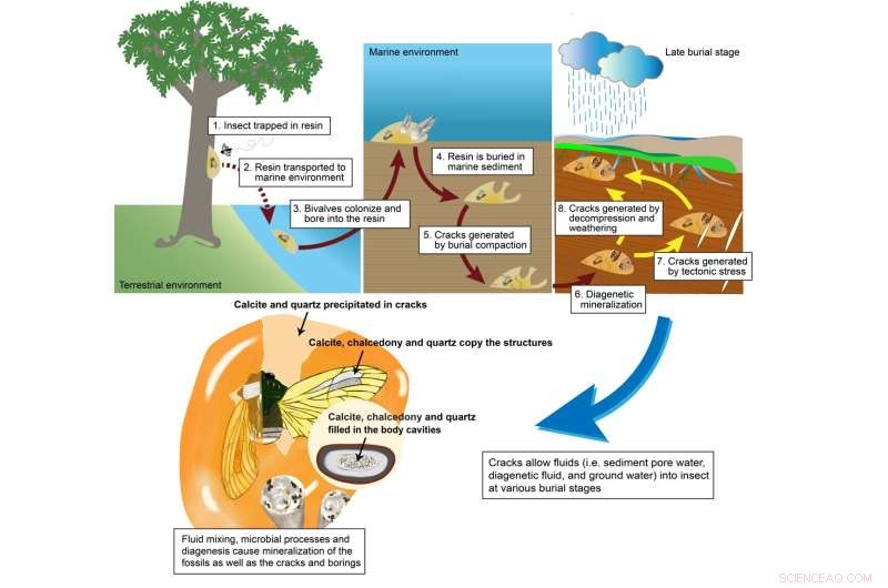 Amber Inclusions Reveal New Insights into Fossil Preservation and Taphonomy