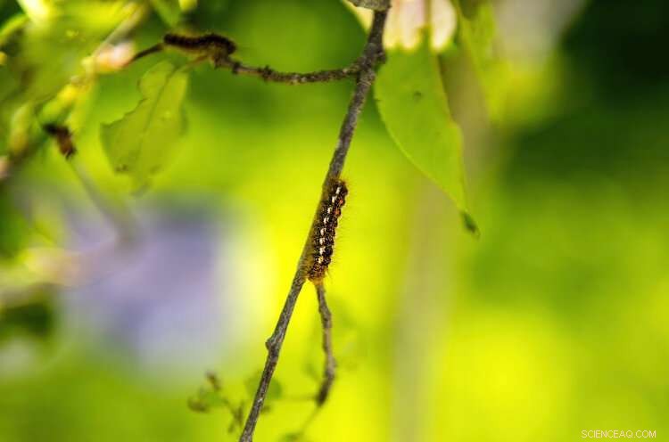 Browntail Moth: Climate Change Fuels Spread of Itchy Rash-Causing Caterpillar
