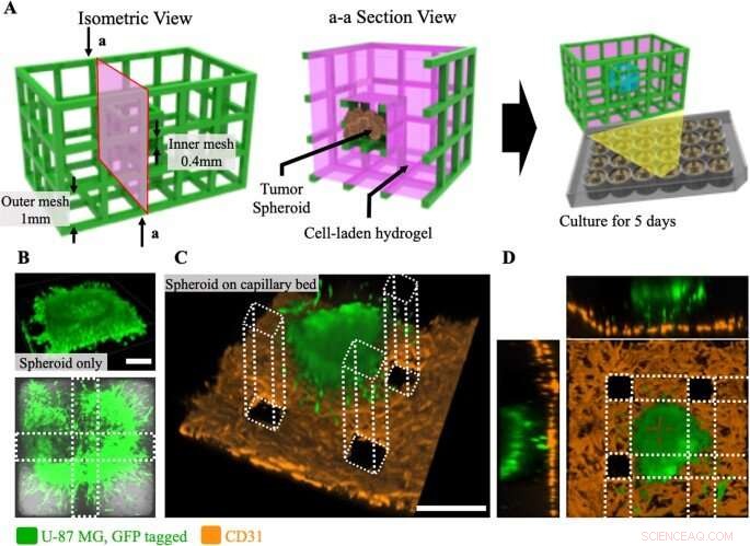 3D Micromesh Printing for Advanced Microtissue Engineering