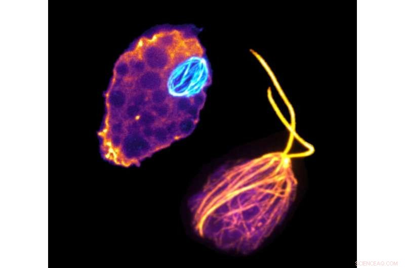 Brain-Eating Amoebae: Insights into Life s Diversity and Evolution