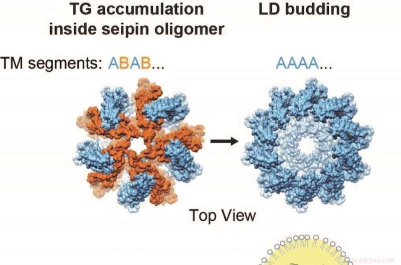 Seipin Complex & Lipid Droplet Formation: Unraveling an Energy Storage Mystery
