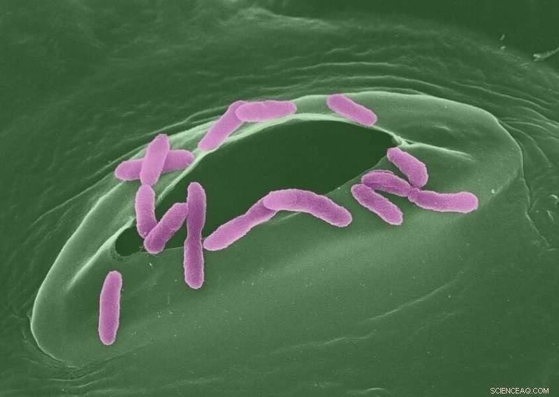 Microbial Warfare: How Beneficial Bacteria Shield Plants from Disease