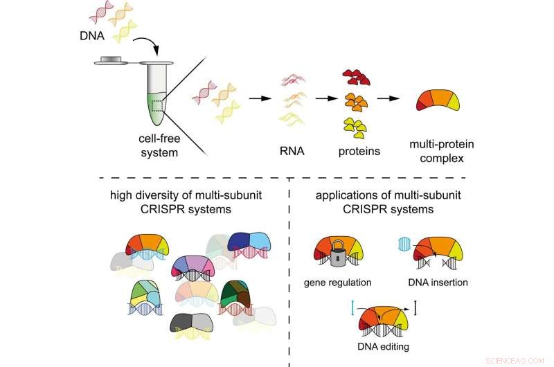 Rapid CRISPR Immune System Characterization with Cell-Free Systems