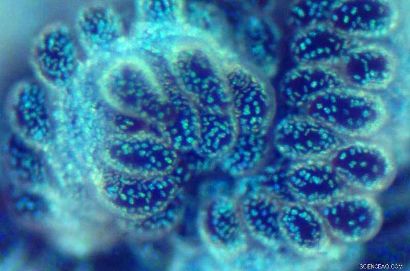 Rare Blue Octocoral Discovered in Caloundra, Queensland