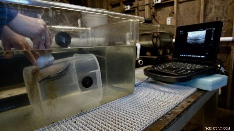 Ultrasound Technology Boosts Abalone Reproduction for Conservation