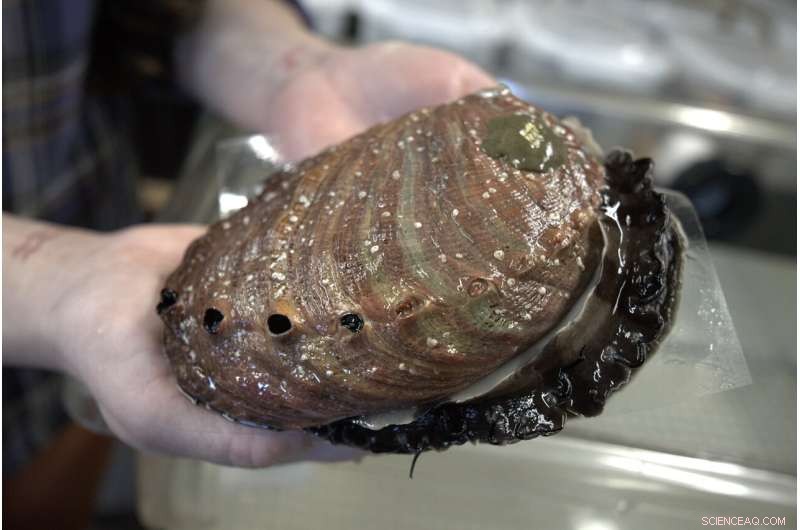Ultrasound Technology Boosts Abalone Reproduction for Conservation