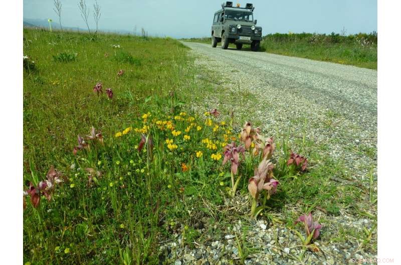 Rare Serapias Orchid Population Discovered on Corsican Military Base