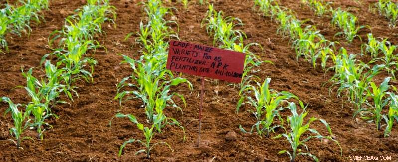 Abuja Declaration 2006: Impact on Nitrogen Use in Sub-Saharan Africa