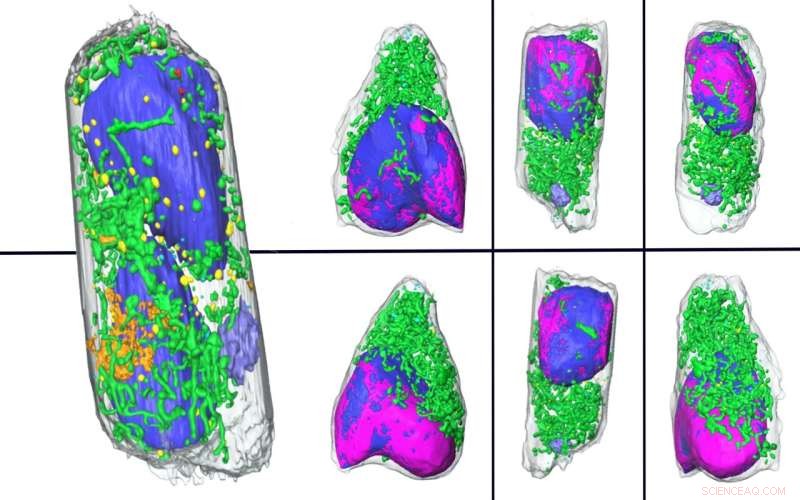 Advanced Imaging for Infection Research: Enabling Safer Studies