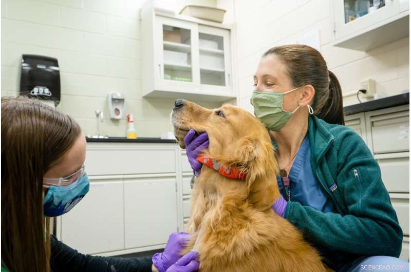 Dog Dementia Research: Potential Implications for Alzheimer s Treatment