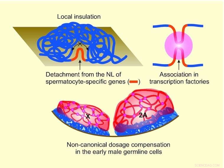 DNA Folding & Gene Activity: New Research Reveals Key Insights