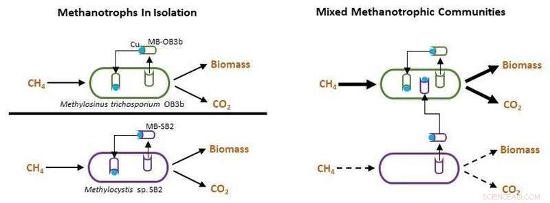 Microbial Competition: How Microbes Steal Essential Compounds