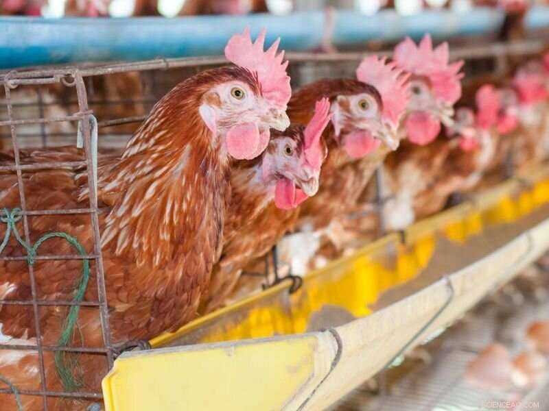Avian Flu Outbreak in Eastern US: Impact on Poultry and Wildlife