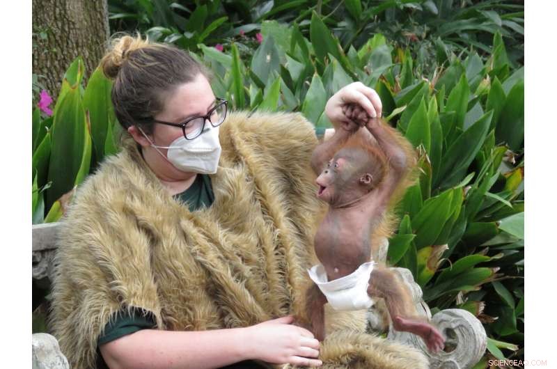 Orangutan  Baby Boot Camp  Helps Critically Endangered Infant Thrive