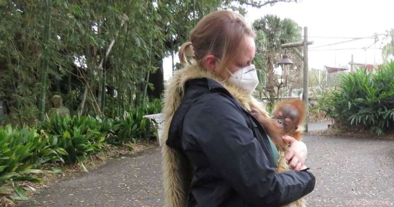 Orangutan  Baby Boot Camp  Helps Critically Endangered Infant Thrive