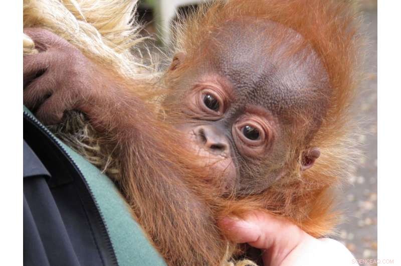 Orangutan  Baby Boot Camp  Helps Critically Endangered Infant Thrive