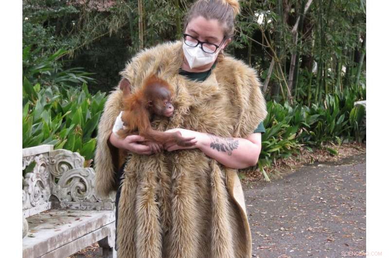 Orangutan  Baby Boot Camp  Helps Critically Endangered Infant Thrive