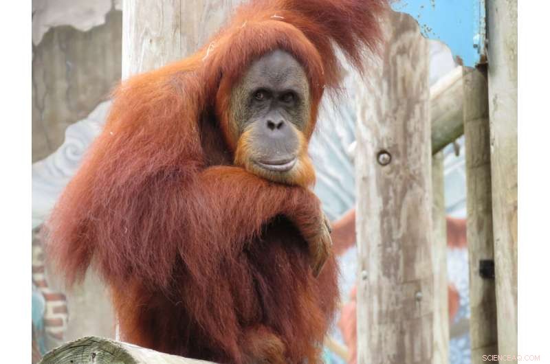 Orangutan  Baby Boot Camp  Helps Critically Endangered Infant Thrive