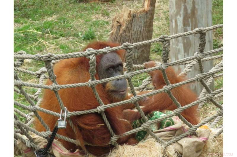 Orangutan  Baby Boot Camp  Helps Critically Endangered Infant Thrive