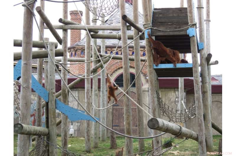 Orangutan  Baby Boot Camp  Helps Critically Endangered Infant Thrive