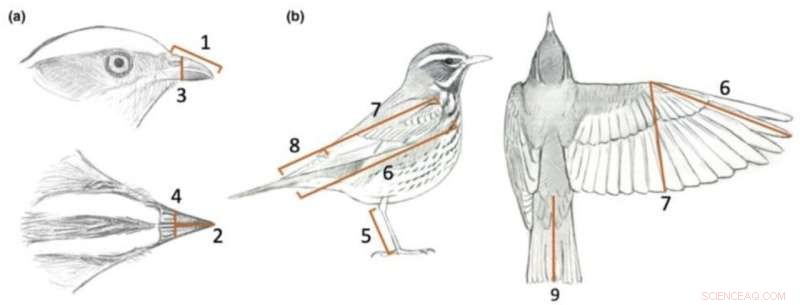 AVONET: Comprehensive Bird Body Measurements Database for Research & Conservation
