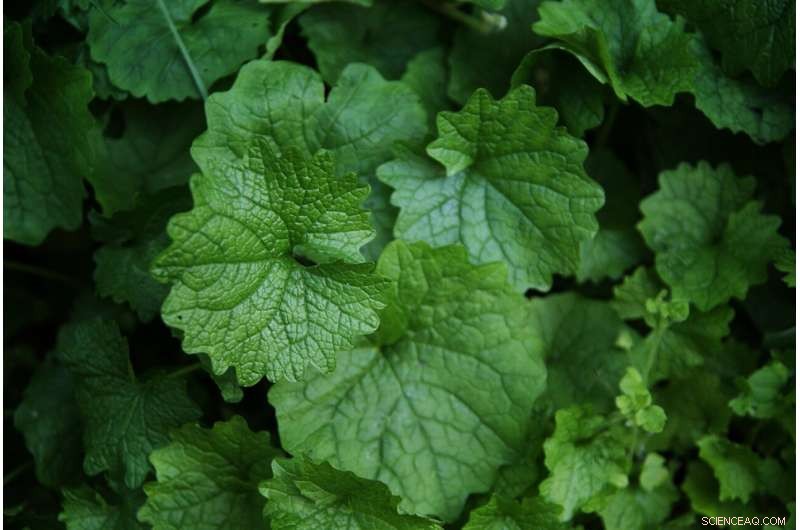 How Plants Use Spicy Flavors to Defend Themselves Against Herbivores