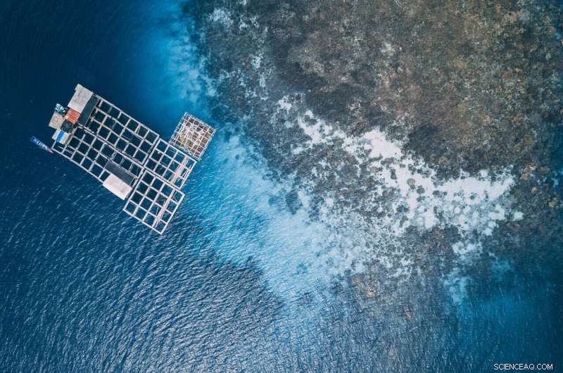 Innovative Methods for Protecting Fish Farms from Diseases and Chemicals