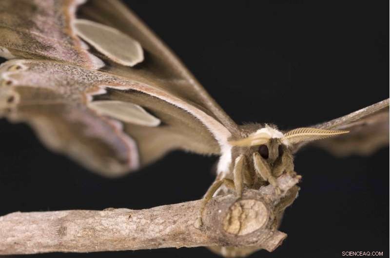 New Device Revolutionizes Insect Tracking for Scientific Research