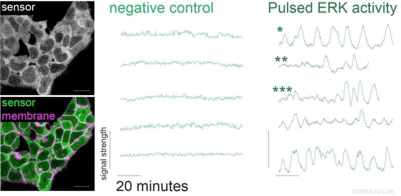 Stem Cell Signaling: Novel Sensor & Oscillatory Activity Revealed