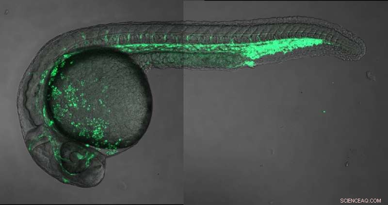 Zebrafish Genomic Regulatory Map: Enhancer Activity in Early Development