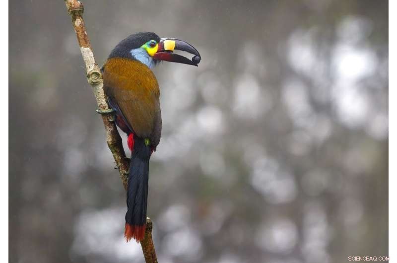 Beak Size and Tropical Biodiversity: A New Ecological Link
