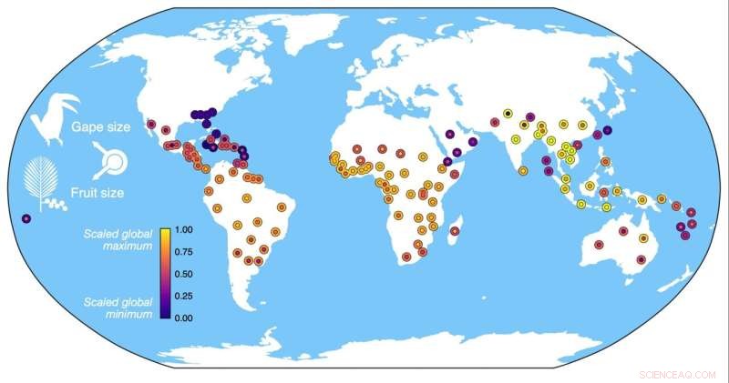 Beak Size and Tropical Biodiversity: A New Ecological Link