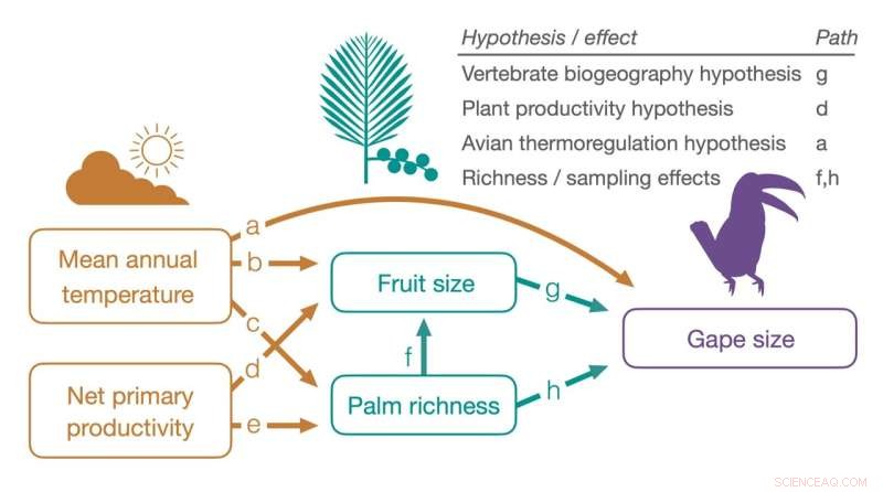 Beak Size and Tropical Biodiversity: A New Ecological Link