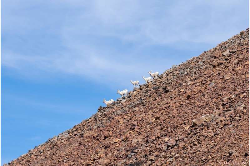 Bighorn Sheep Migration: How Flexible Decision-Making Ensures Survival