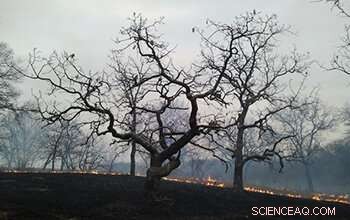 Wildfires and Plant Health: How Periodic Burns Can Benefit Ecosystems