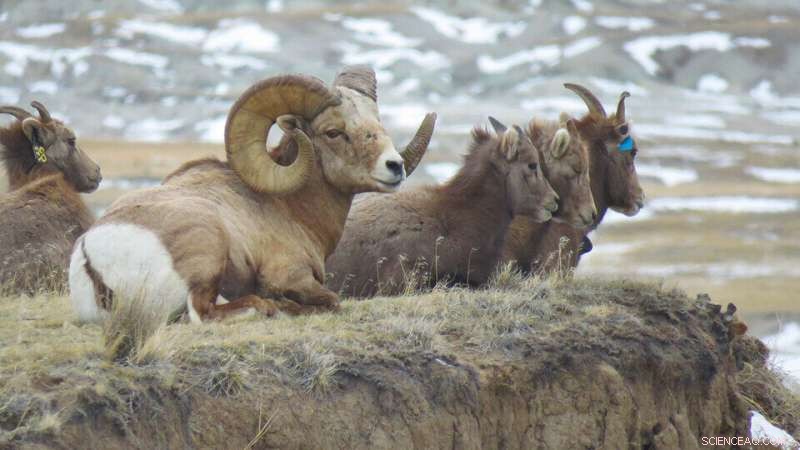 Bighorn Sheep Movement Patterns in Nebraska: A 2-Year Study