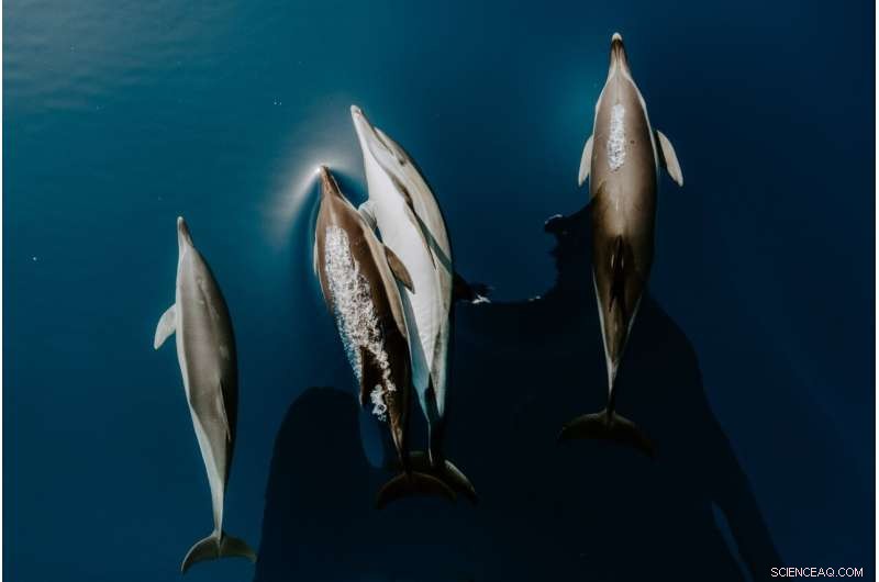 Drone Technology Aids in Non-Invasive Dolphin Pregnancy Detection