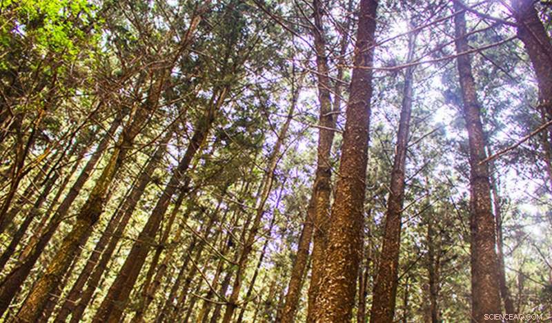 Sustainable Reforestation in Kenya: Solar-Powered Seed Drying for Forest Recovery