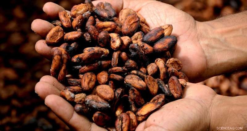 How Roasting Cocoa Beans Impacts Chocolate Flavor & Bitterness