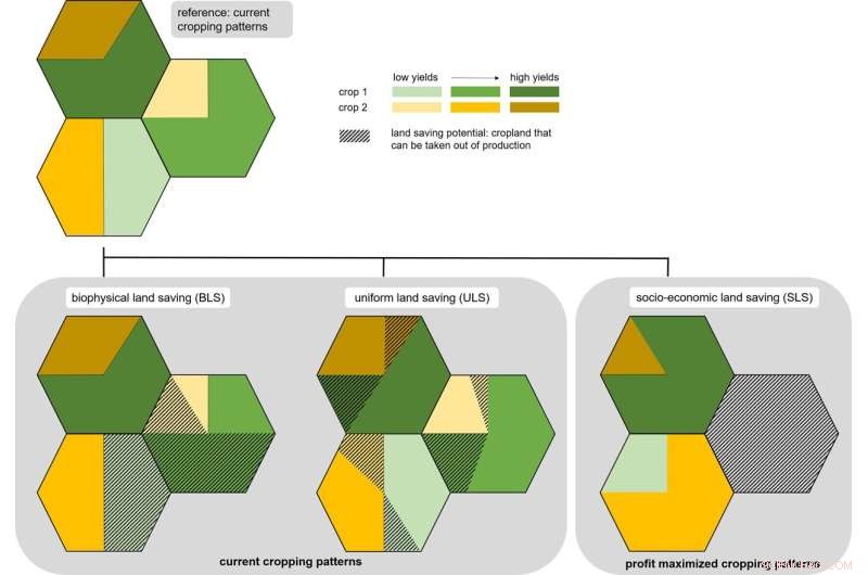 Boosting Crop Yields: Can Agricultural Productivity Save Global Cropland?